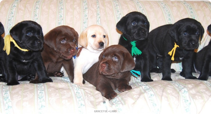 ラブラドールの子犬情報